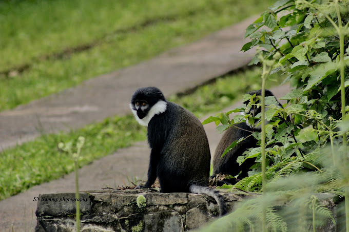 Nyungwe Forest National Park - Canopy Walkway