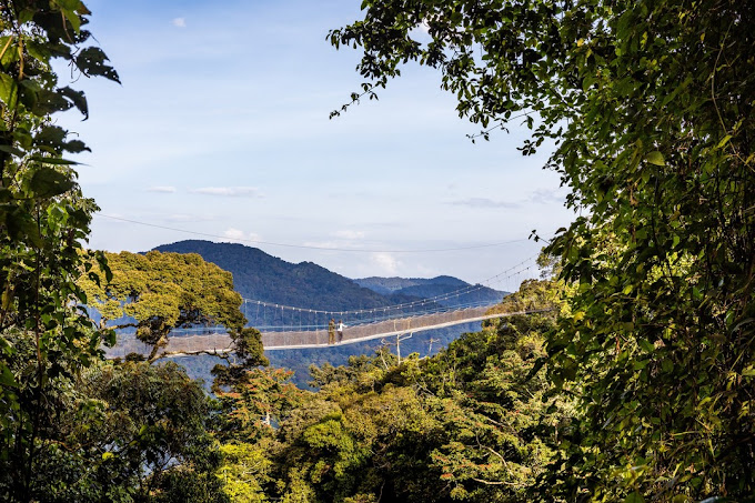 Nyungwe National Park